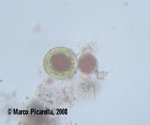 Haematococcus sp.